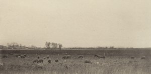 Sümpfe an der Nordsee, 1890-1891, gedruckt 1893