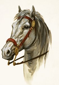 Unidentifiziertes Pferd