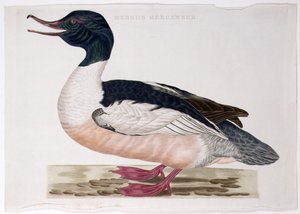 Gänsesäger