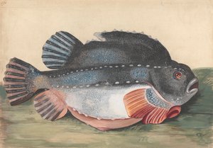 Seehase (Männlich)