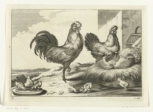 Huhn, Hähne und Küken