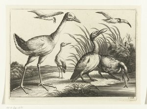 Wasservögel von Peter van Liesebetten