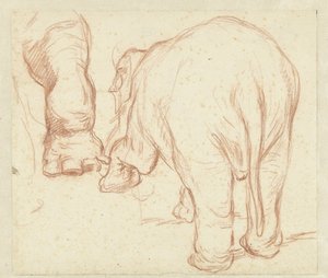 Stehender Elefant von hinten und ein Bein