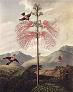 Große blühende empfindliche Pflanze, graviert von Thomas Medland (ca. 1765 – 1833)
