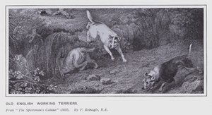 Alte englische Arbeitsterrier (Lithografie)