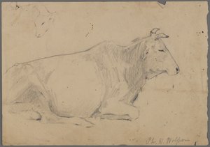 Sitzender Stier
