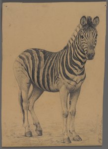 Zebra von Philip H. Wolfrom