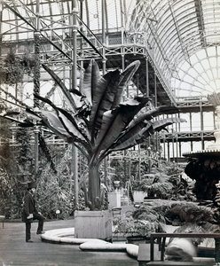 Tropische Pflanzen im ägyptischen Raum, Kristallpalast, Sydenham, London von Philip Henry Delamotte