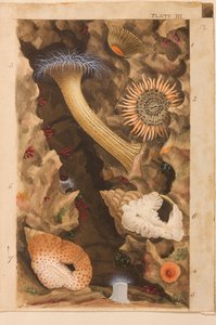 Tafel III, Studie für 