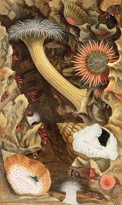 Schlangenhaarige Anemonen, Tafel III aus 