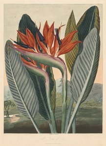 Der Tempel der Flora oder Garten der Natur: Die Königin der Blumen, 1812 von Philip Reinagle