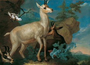 Drei Gemsen und eine Amsel