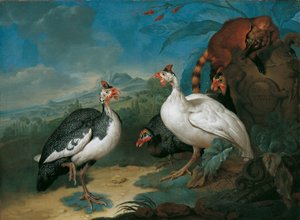 Perlhühner und Nasenbär von Philipp Ferdinand de Hamilton