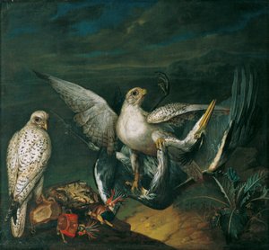 Weiße Jagdfalken mit einem Fischreiher