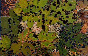 Acer pseudoplatanus: Ahorn befallen vom schwarzen Pilz Rhytisma acerinum, 1907-09 von Philippe Robert
