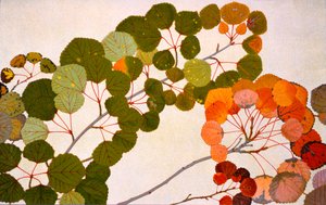 Populus tremula, oder Europäische Espe, 1907-09 von Philippe Robert