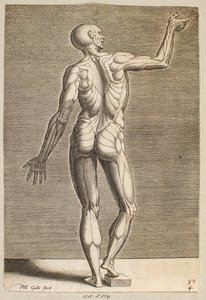 Studie einer menschlichen Figur mit freigelegten Sehnen und Muskeln, von hinten gesehen von Philips Galle