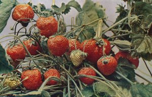 Erdbeeren - John Kidd & Co. Ltd., 1910 von Photochrom Co Ltd of London