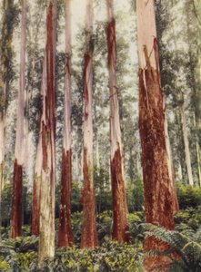 Ein Waldtal