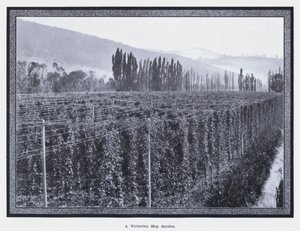 Ein viktorianischer Hopfengarten (s/w Foto)