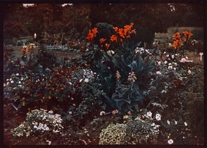 Blumenbeet im Botanischen Garten, Sydney, New South Wales, Australien von Photographer Australian