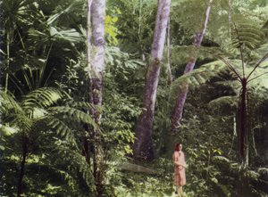 Queensland, Australien: Tropischer Dschungel (Foto) von Photographer Australian