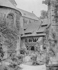 Tausendjähriger Rosenstock