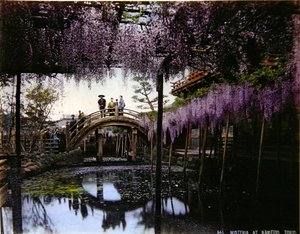 Blauregen in einem Garten in Kameido, ca. 1900 von Photographer Japanese