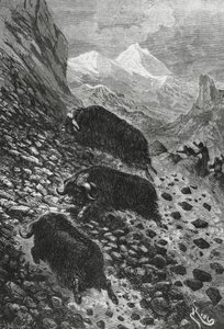 Moschusochsen, Holzschnitt von Edouard Riou (1833-1900) von Blaise Nicolas Le Sueur
