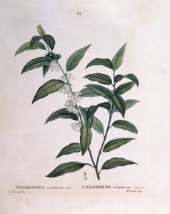 Andromeda acuminata, botanische Tafel von Pierre Joseph Redouté von Pierre Joseph Redouté