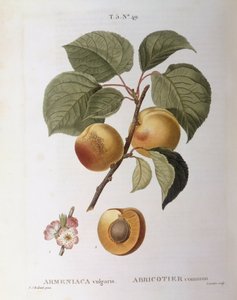 Aprikose (Armeniaca vulgaris oder Prunus armeniaca), botanische Tafel von Pierre Joseph Redouté von Pierre Joseph Redouté