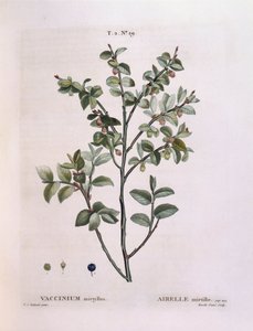 Heidelbeere (Vaccinium myrtillus), botanische Tafel von Pierre Joseph Redouté