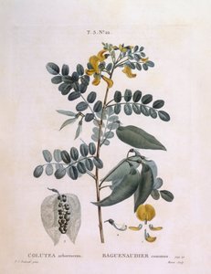 Blasenstrauch (Colutea arborescence), botanische Tafel von Pierre Joseph Redouté