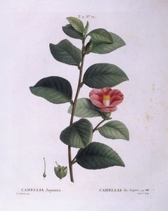 Kamelie (Camellia japonica), Henry Louis Duhamel du Monceau, botanische Tafel von Pierre Joseph Redouté von Pierre Joseph Redouté