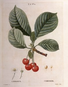 Kirsche, botanische Tafel von Pierre Joseph Redouté