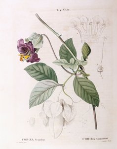 Tassen- und Untertassenrebe (Cobaea scandens), Henry Louis Duhamel du Monceau, botanische Tafel von Pierre Joseph Redouté