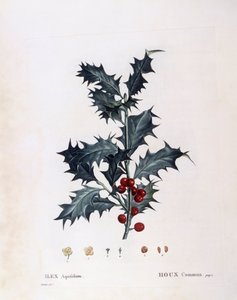 Europäische Stechpalme (Ilex aquifolium), Henry Louis Duhamel du Monceau, botanische Tafel von Pierre Joseph Redouté
