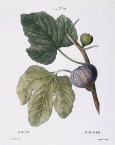 Feige (Ficus)