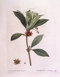Florida-Sternanis (Illicium floridanum), botanische Tafel von Pierre Joseph Redouté