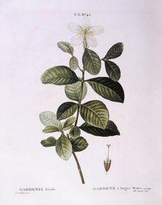 Gardenie (Gardenia florida), botanische Tafel von Pierre Joseph Redouté von Pierre Joseph Redouté