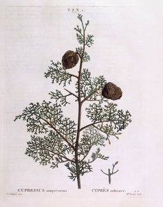 Mittelmeer-Zypresse (Cupressus sempervirens), botanische Tafel von Pierre Joseph Redouté