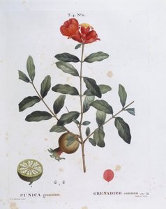 Granatapfel (Punica granatum), botanische Tafel von Pierre Joseph Redouté