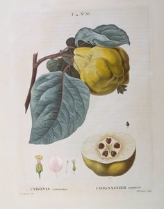 Quitte (Cydonia communis), botanische Tafel von Pierre Joseph Redouté von Pierre Joseph Redouté