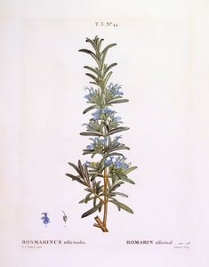 Rosmarin (Rosmarinus officinalis), botanische Tafel von Pierre Joseph Redouté