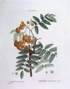 Eberesche, botanische Tafel von Pierre Joseph Redouté von Pierre Joseph Redouté