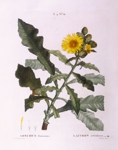 Gänsedisteln (Sonchus fruticosus), botanische Tafel von Pierre Joseph Redouté