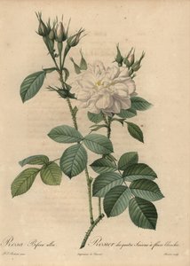 Weiße Rose, Rosa bifera alba