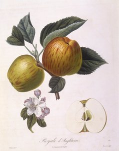 Apfel 