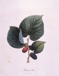 Schwarze Maulbeere (Morus nigra), botanische Tafel von Pierre Antoine Poiteau von Pierre Antoine (after) Poiteau