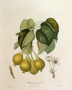 Muskat-Royal-Aprikose von Antoine Poiteau